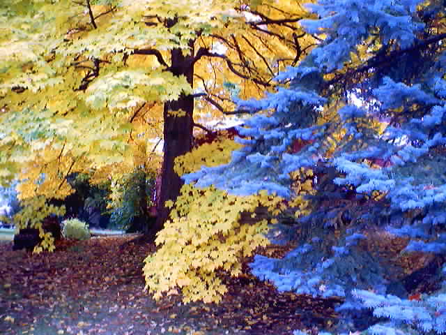 Autumn Maple 2002