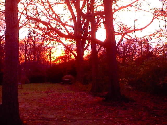 Copse of Trees